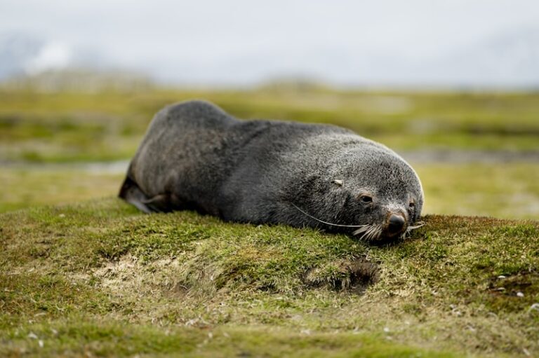 2024 TOYOTA LAND CRUISER 300 GXR V6 3.3LDIESEL 4WD